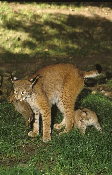 Luchs Boreal felis vaşak — Stok fotoğraf