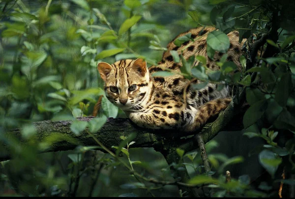 Chat Du Bengale prionailurus bengalensis — Fotografia de Stock