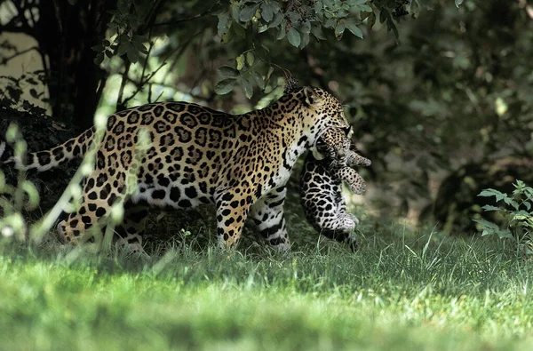 Jaguar oroszlánt — Stock Fotó