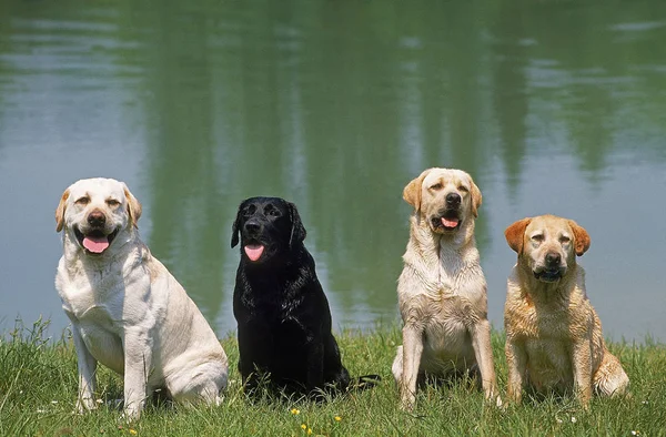 Labrador — Stockfoto