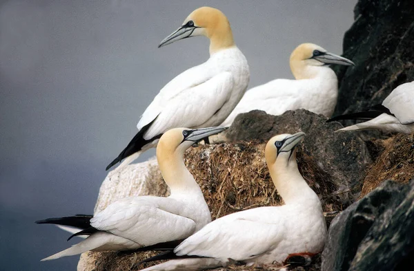 Fou De Bassan morus bassanus — Foto de Stock