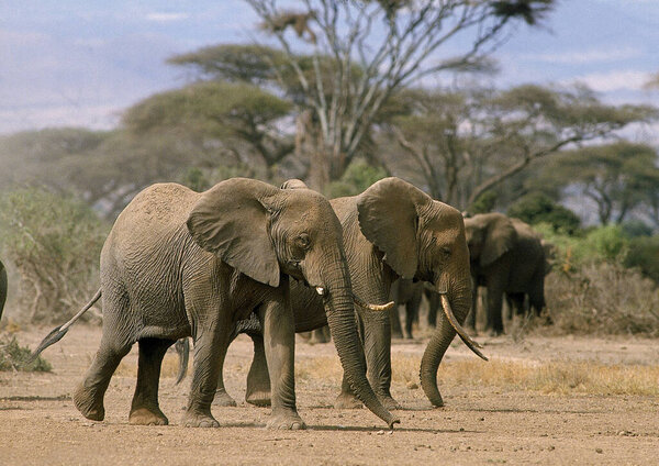 AFRICAN ELEPHANT loxodonta africana, GROUP IN AMBOSELI PARK, KENYA