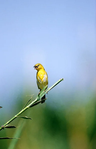 Tisserin Safran ploceus xanthops Nincs magyar neve — Stock Fotó