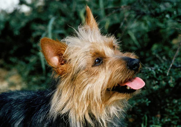 Terrier australiano — Fotografia de Stock