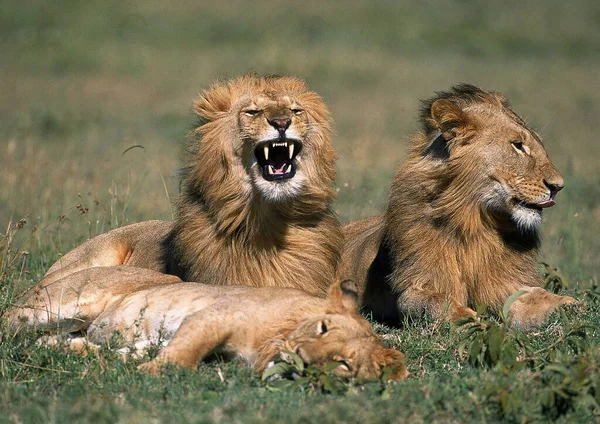 LION D 'AFRIQUE panthera leo — Fotografia de Stock