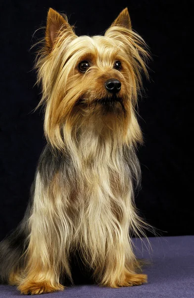 Silky Terrier — Zdjęcie stockowe