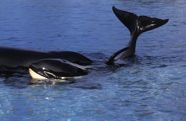 ORQUE EPAULARD orcinus orca — Stock Photo, Image