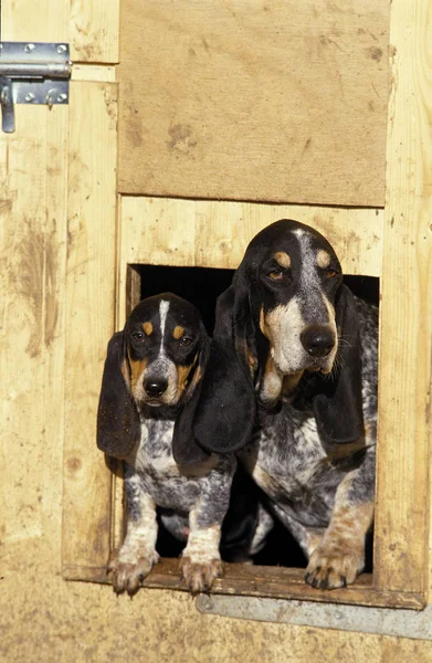 BASSET BLEU DE GASCOGNE — Stock Photo, Image