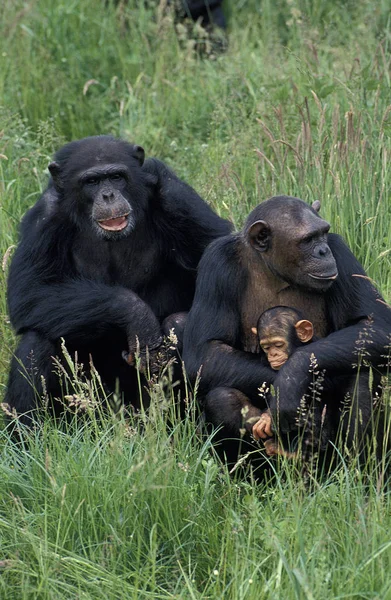 黑猩猩的盘状软体动物 — 图库照片