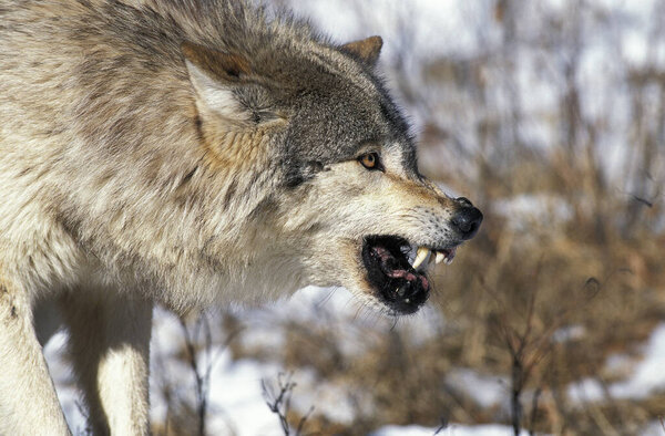LOUP DU CANADA canis lupus occifellis
