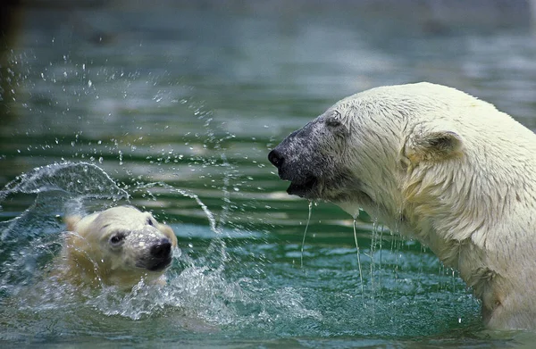 OURS POLAIRE thalarctos maritimus Stock Photo