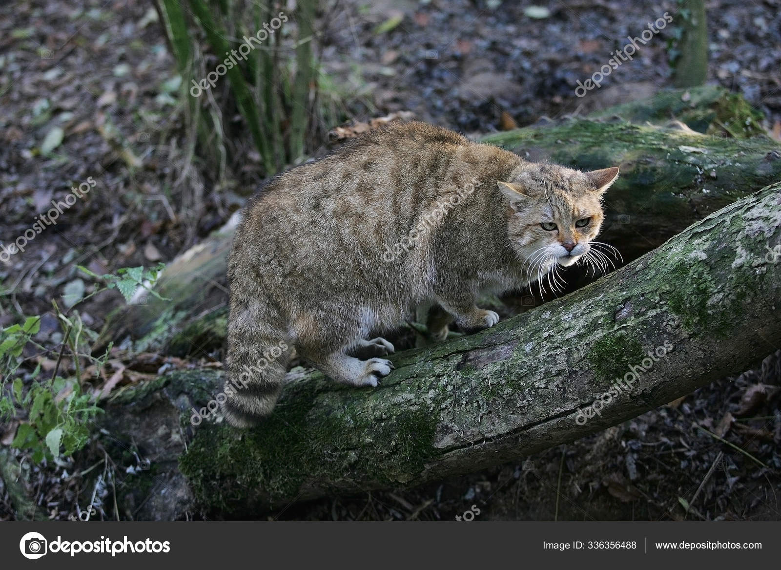 Chat Sauvage D Europe Felis Silvestris Stock Photo Image By C Slowmotiongli Chat Sauvage D Europe Felis Silvestris Stock Photo Image By C Slowmotiongli
