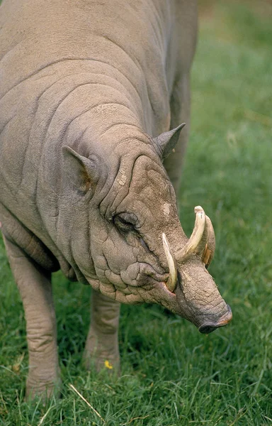 Babiroussa babyrousa babyrussa — Foto Stock