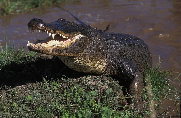 AllIGATOR AMERICAIN Алігатор Mississipiensis — стокове фото