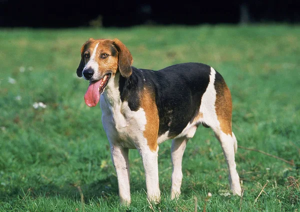 Vossenhond Anglais — Stockfoto