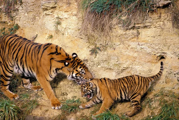 Tigre De Sumatra panthera tigris sumatrae — Stockfoto