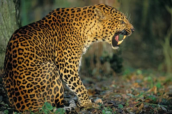 Pantherleoparde panthera pardus — Stockfoto