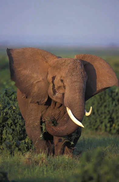 Olifant D 'Afrique loxodonta africana — Stockfoto