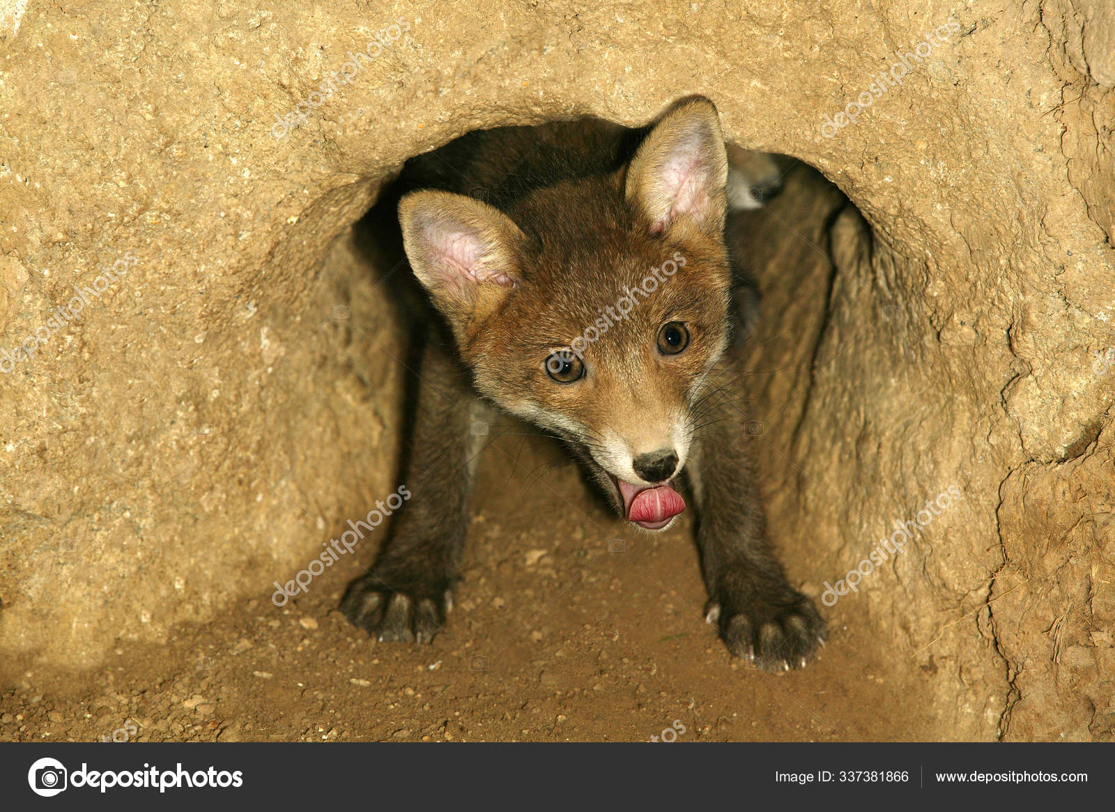 Renard Roux Vulpes Vulpes Stock Photo Image By C Slowmotiongli Renard Roux Vulpes Vulpes Stock Photo Image By C Slowmotiongli