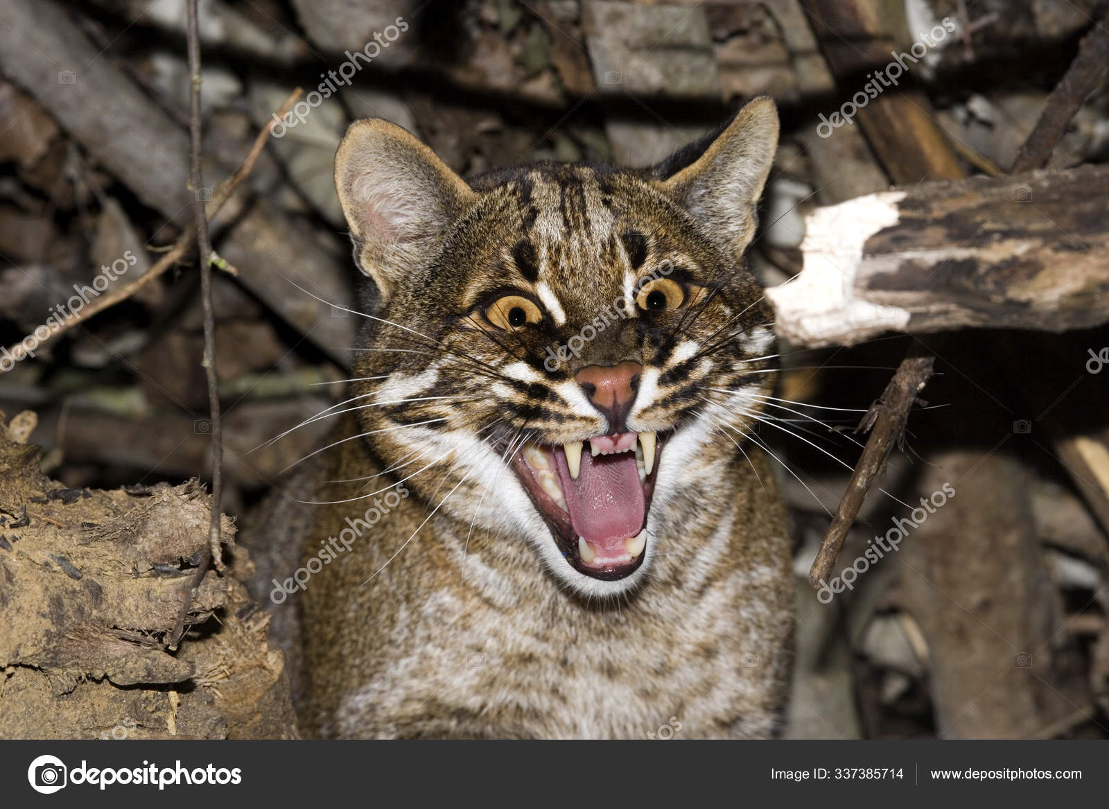 Chat Dore D Asie Catopuma Temmincki Stock Photo Image By C Slowmotiongli