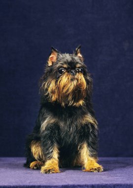 Griffon Brükselli