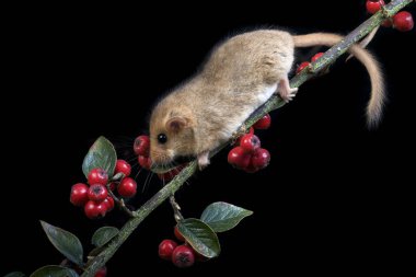 Muscardin muscardinus avellanarius