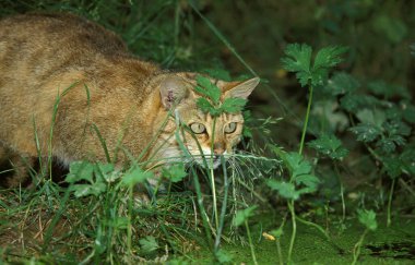 Chat Sauvage D 'Europe felis silvestris