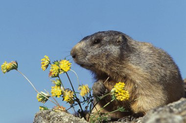 Marmotte Des Alpes marmota marmota