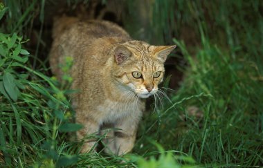 Chat Sauvage D 'Europe felis silvestris