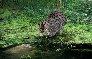 Chat Pecheur prionailurus viverrinus