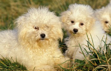 Bichon Frise