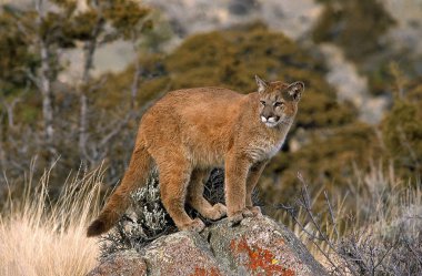Puma puma concolor