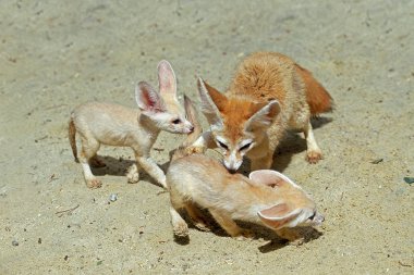 Fennec fennecus zerda