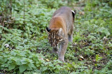 Chat Dore D 'Asie katopuma temmincki