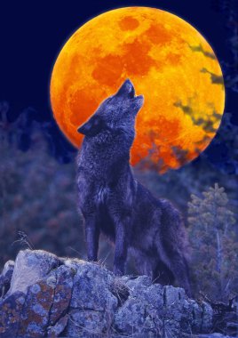 Loup D 'Europe köpek lupus