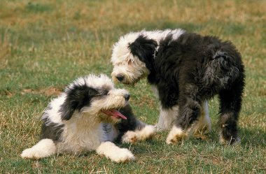 Bobtail