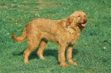 Griffon fauve de bretagne