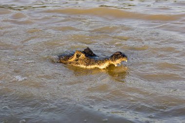 Caiman A Lunettes caiman crocodilus