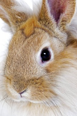 Lapin Nain