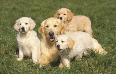 Golden Retriever