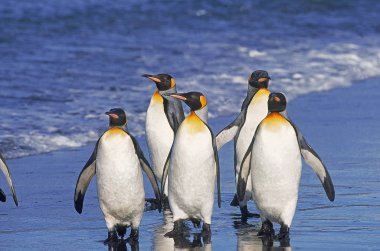 Manchot Royal aptenodytes patagonica