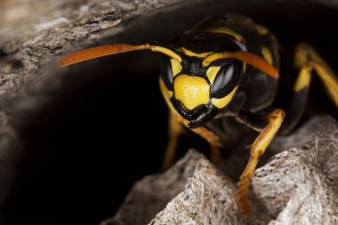 Guepe Commune vespula vulgaris