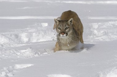 Puma puma concolor