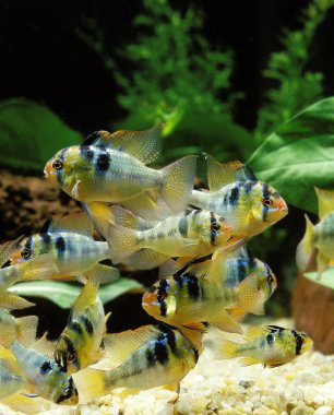 Ramirezi mikrogeophagus ramirezi