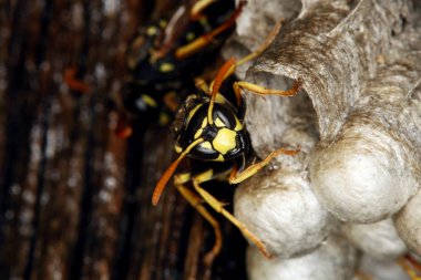 Guepe Commune vespula vulgaris