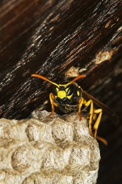 Guepe Commune vespula vulgaris