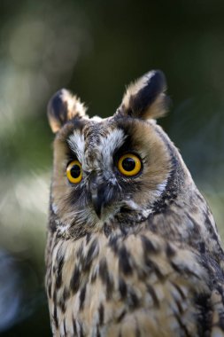 Hibou Moyen Duc asio otus