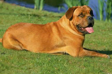 Dogue De Bordeaux
