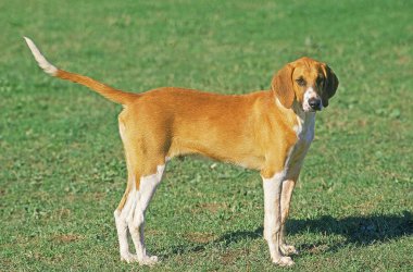 Chien Poitevin