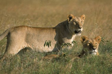 Aslan D 'Afrique panthera leo